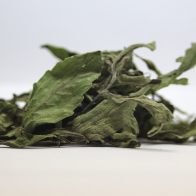 Stevia Süßkraut