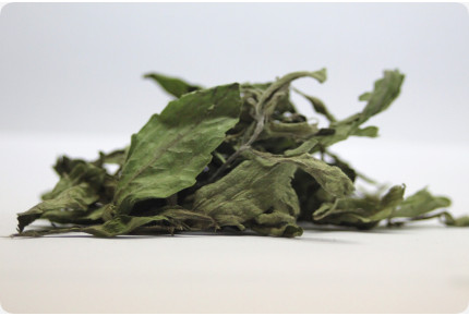 Stevia sweet herb