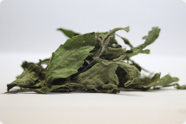 Stevia Süßkraut