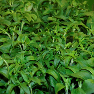 Stevia Süßkraut