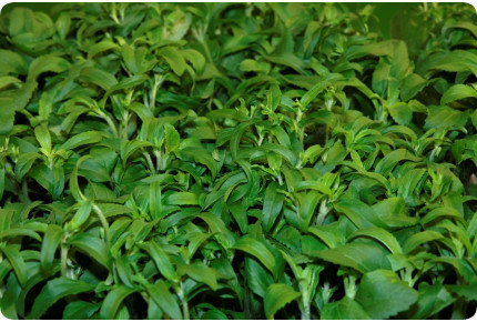 Stevia sweet herb