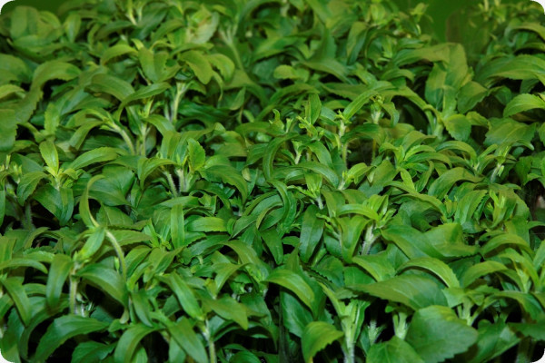 Stevia Süßkraut