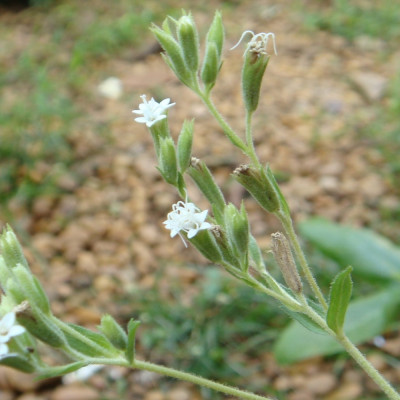 Stevia Süßkraut
