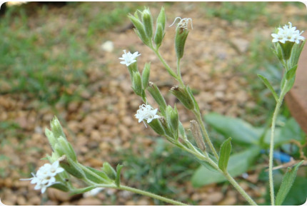 Stevia sweet herb