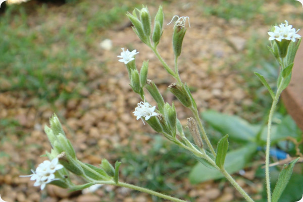 Stevia Süßkraut