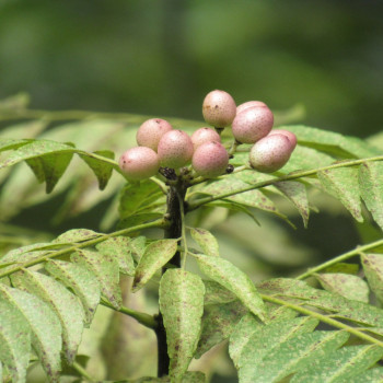 Currybaum