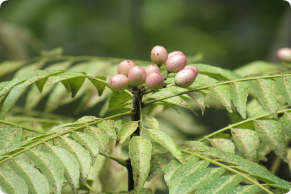Currybaum