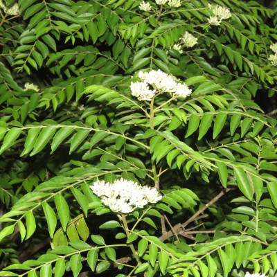Currybaum