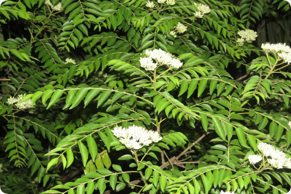 Currybaum