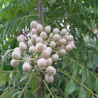 Currybaum