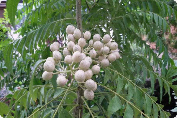Currybaum