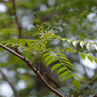 Currybaum