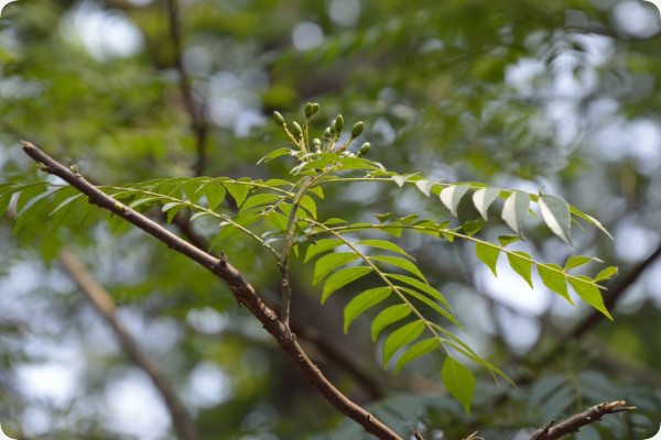 Currybaum