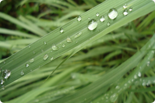 Lemongrass
