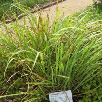 Zitronengras