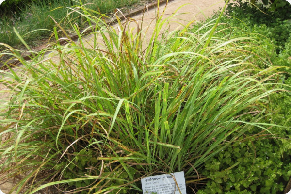 Lemongrass