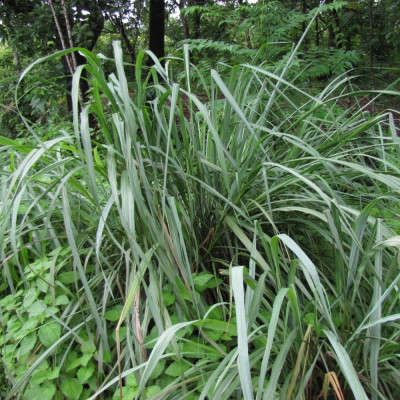 Lemongrass