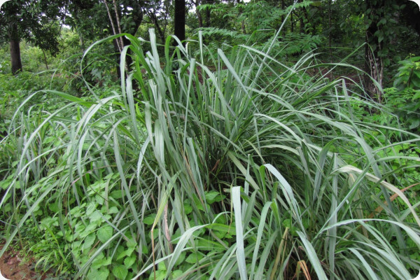 Lemongrass