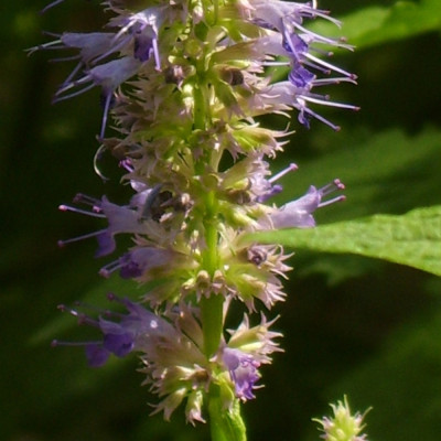 Korean mint
