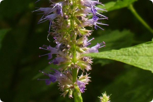 Korean mint