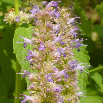 Korean mint