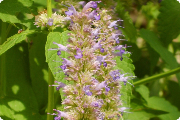Korean mint