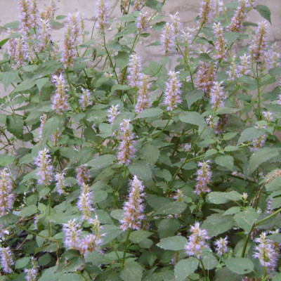 Korean mint