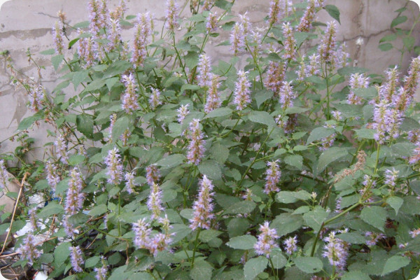 Korean mint