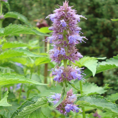 Korean mint