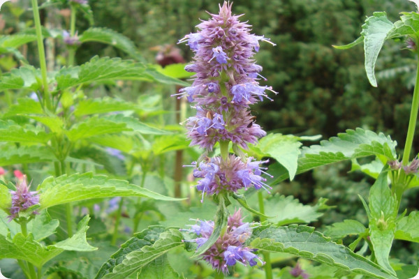 Korean mint