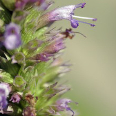 Korean mint