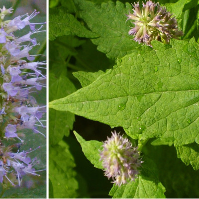 Korean mint