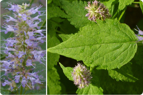 Korean mint