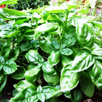 Thai basil