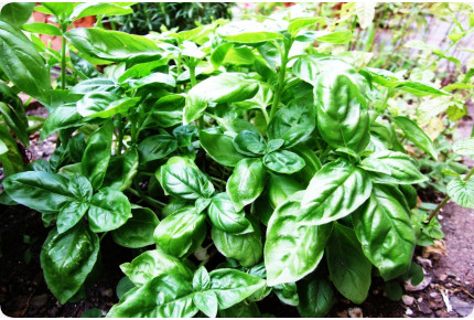 Thai - Basilikum