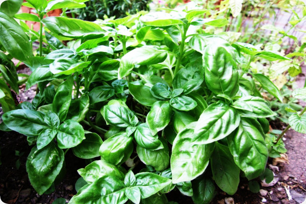 Thai basil