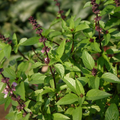 Thai basil