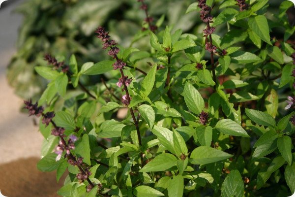 Thai basil