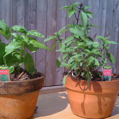 Thai basil