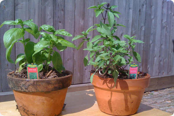 Thai basil