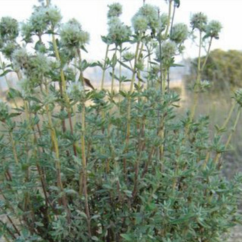Spanish marjoram