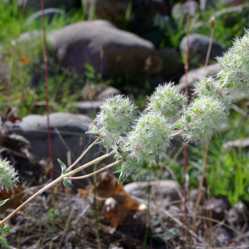 Spanish marjoram