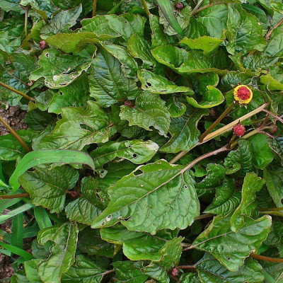 Parakresse