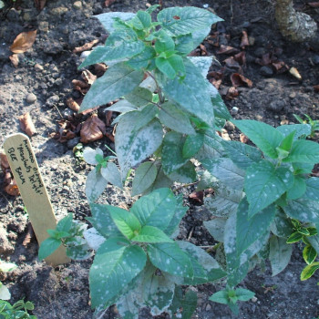 Bee balm