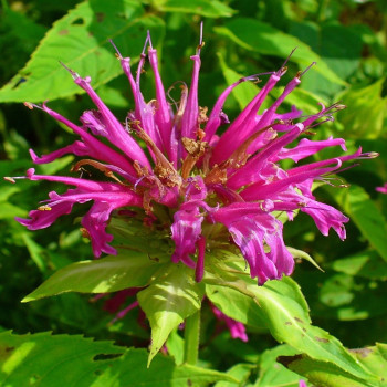 Bee balm