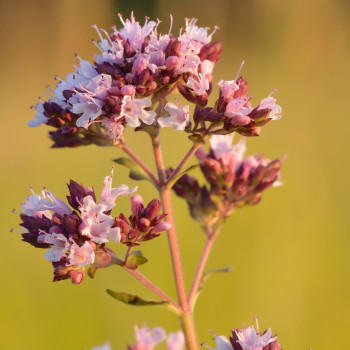 Greek oregano