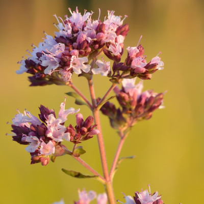 Greek oregano
