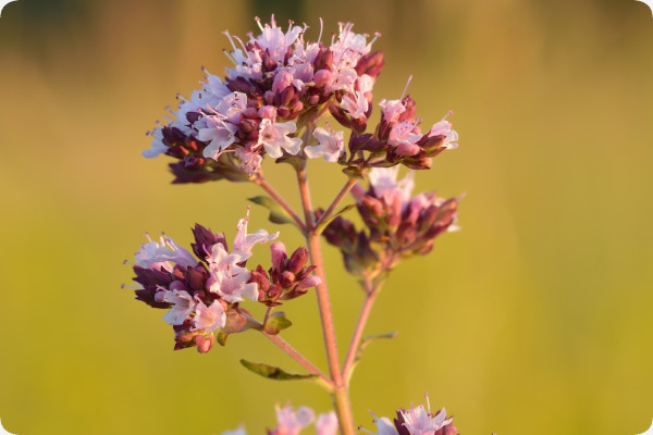 Greek oregano