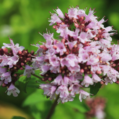 Greek oregano