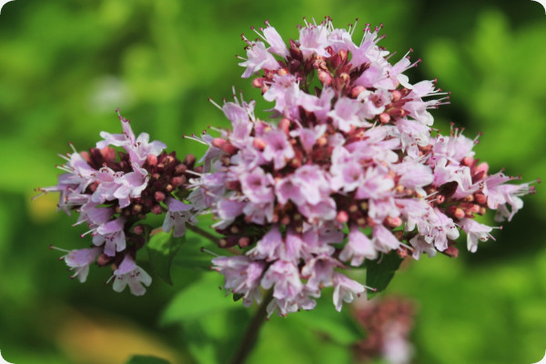 Greek oregano